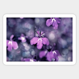 Lobelia Sticker